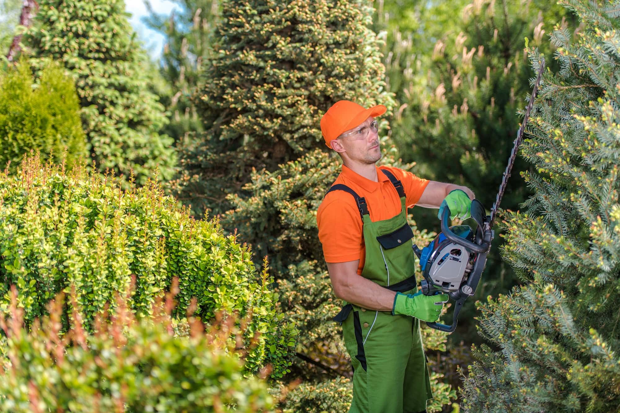 Tree Watering & Care